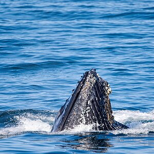 Humpback Whale lunge feeding in Monterey Bay