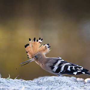 Hoopoe searching for food...