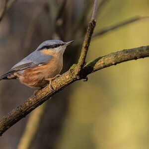 Nuthatch: Rufford Park, Nottinghamshire