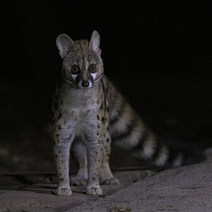 Large Spotted Genet