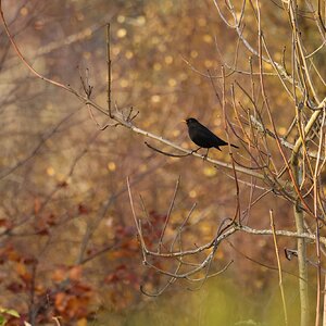 blackbird-483A9296-3000px.jpg
