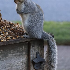 Gray Squirrel 1.jpeg