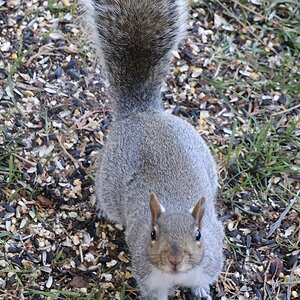 Gray Squirrel 3.jpeg