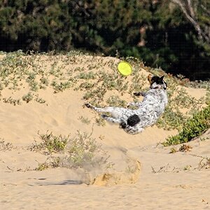 Dog leaping for a disk on Pismo Beach in California