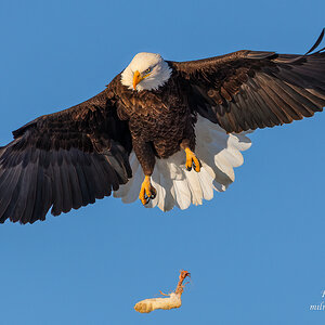 Bald Eagle and Rabit's Foot.jpg