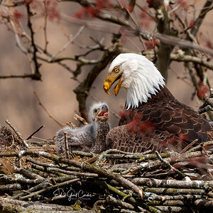 Mom Eagle speaking with Chick