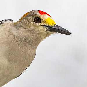 Golden breasted woodpecker