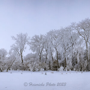 Frosty Trees-2301.jpg