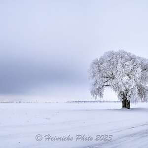 Frosty Trees-2302.jpg