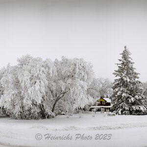 Frosty Trees-2304.jpg