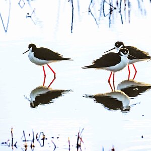 Black-necked Stilts and Reflections