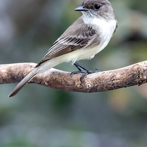 Duffy Capped Flycatcher