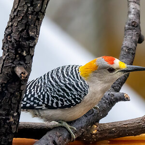 Golden breasted woodpecker, backyard