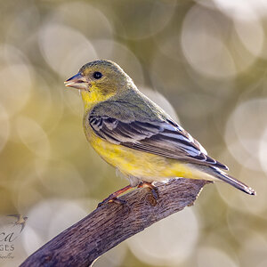 Lesser goldfinch, female, backyard