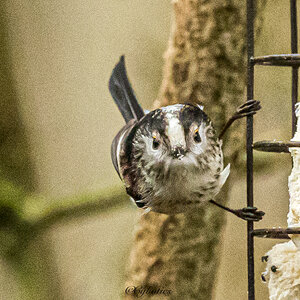 Long Tailed Tit