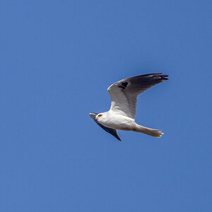 White-tail Kite