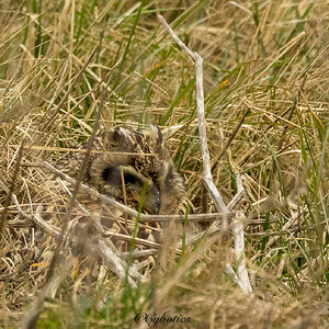 Short eared owl. Farlington Marsh