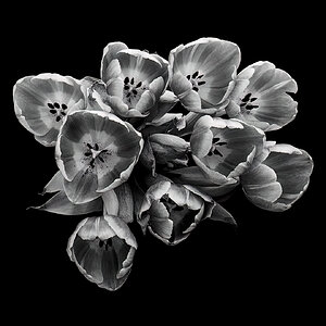2023_03_06_Tulips-10051-57Stacked_Square_BW-Edit1080.jpg