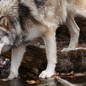 Wolf B.jpg