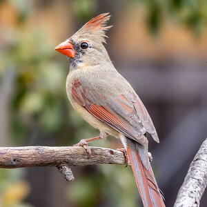 Mexican Cardinal, (Pyrrhuloxia), San Antonio TX.jpg