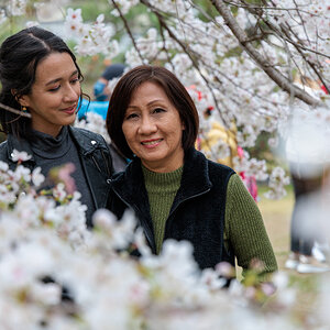 Portrait through Sakura branches