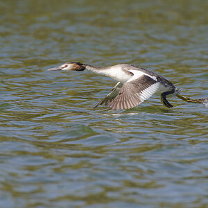 Great crested grebe