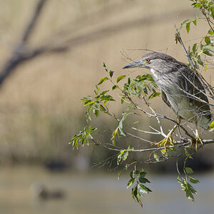 Juvenile black-crowned night heron