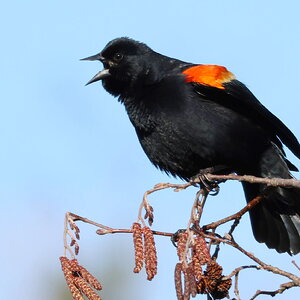 red wing blackbird.JPG