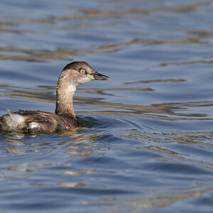 Little grebe