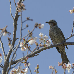 Brown-eared bulbul