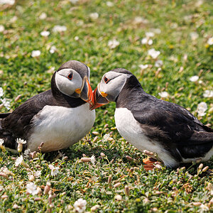 Skomer-9090.jpg