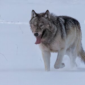 A Gray Wolf in Lamar Valley CGS_3961.jpg