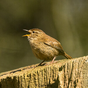 Wren