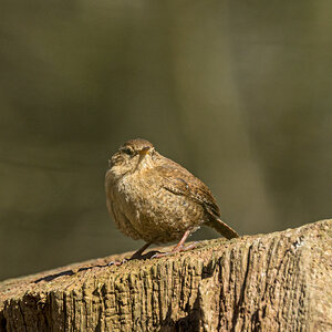 Wren