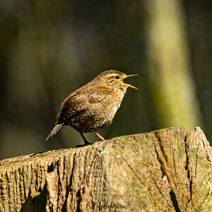 Wren