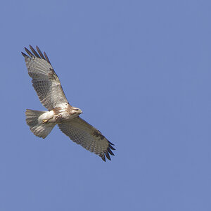 Japanese Buzzard