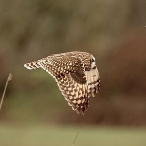 Short Eared Owl cruising by