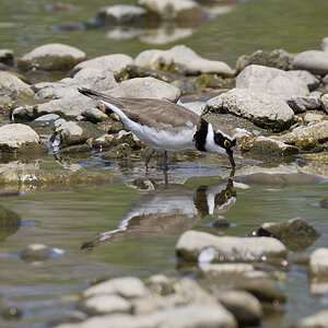 Little ringed plover