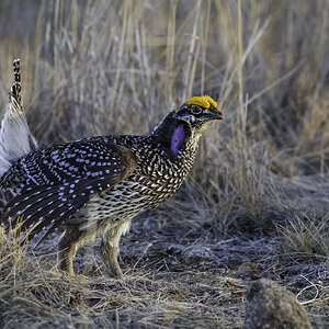 Sharp-tailed Grouse-71147.jpg