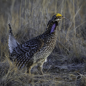 Sharp-tailed Grouse-71143.jpg