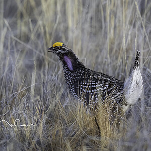 Sharp-tailed Grouse-71151.jpg