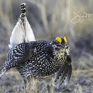 Sharp-tailed Grouse-71137.jpg