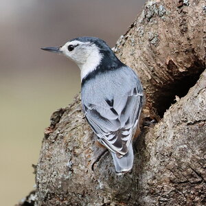 White breasted nuthatch.jpg