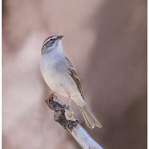 Chipping Sparrow.jpg