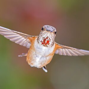 Oregon Rufous Hummingbird.jpeg