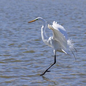 Great White Egret-7N8A7472-W.jpg