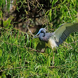 Tricolored Heron