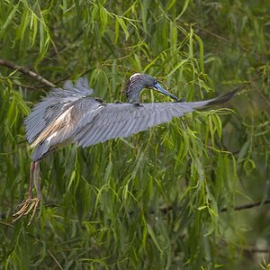 Tricolored Heron