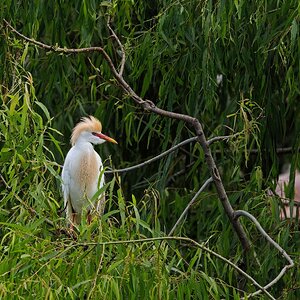 Cattle Egret in mating plumage