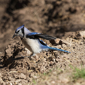 Blue Jay-7N8A7700-W.jpg